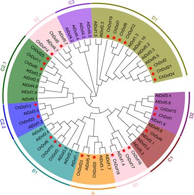 Identification and characterization of Dof genes in Cerasus humilis